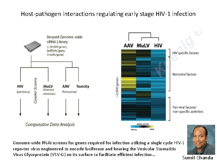 Host-pathogen interactions regulating early stage HIV-1 infection Genome-wide RNAi screens for genes required for