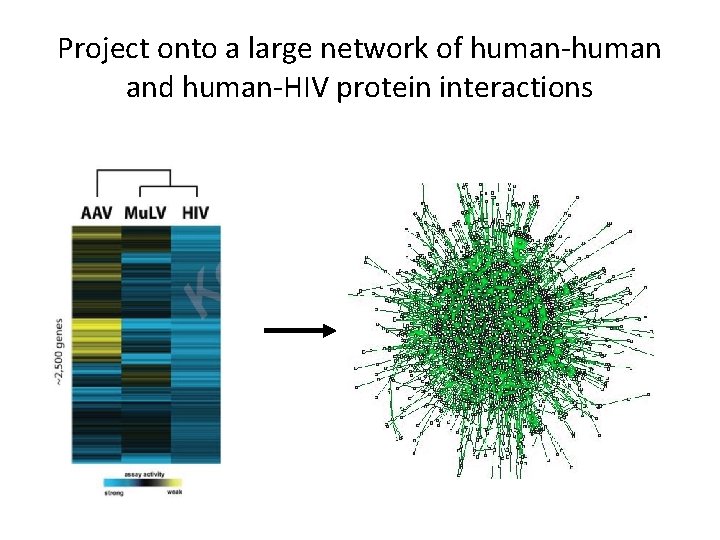 Project onto a large network of human-human and human-HIV protein interactions 