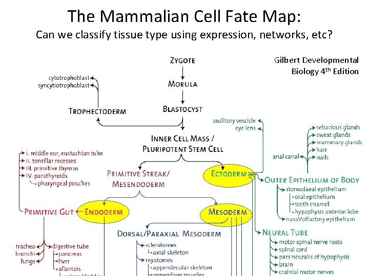 The Mammalian Cell Fate Map: Can we classify tissue type using expression, networks, etc?