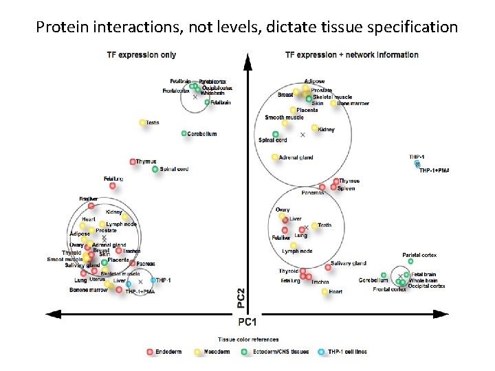 Protein interactions, not levels, dictate tissue specification 