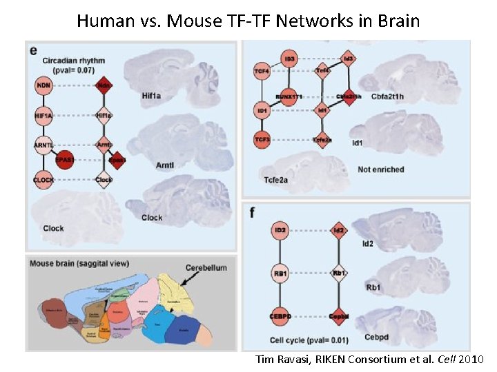 Human vs. Mouse TF-TF Networks in Brain Tim Ravasi, RIKEN Consortium et al. Cell