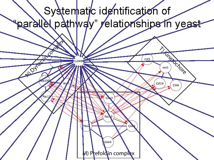 Systematic identification of “parallel pathway” relationships in yeast 