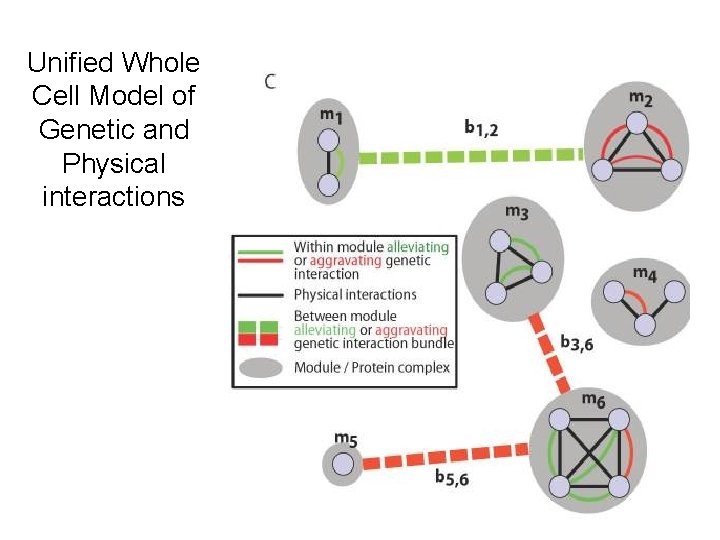 Unified Whole Cell Model of Genetic and Physical interactions 