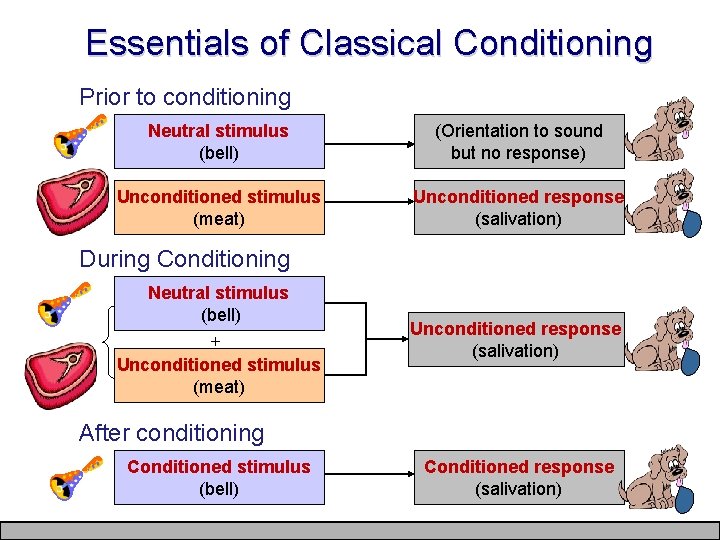 Essentials of Classical Conditioning Prior to conditioning Neutral stimulus (bell) (Orientation to sound but