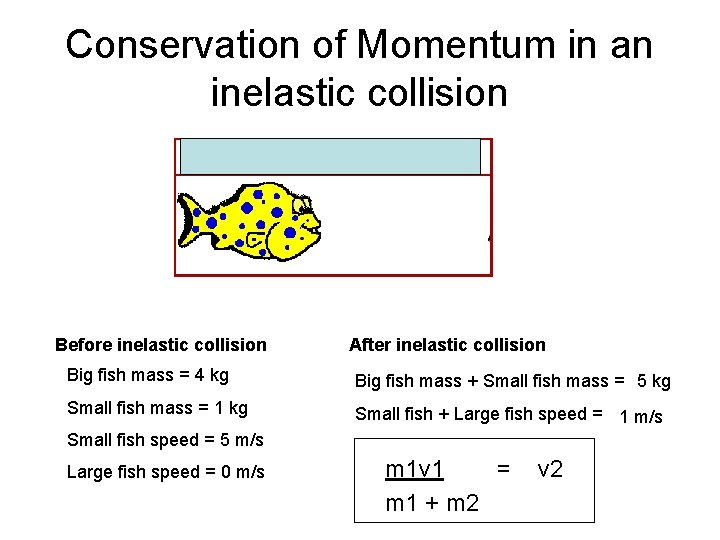 Conservation of Momentum in an inelastic collision Before inelastic collision After inelastic collision Big