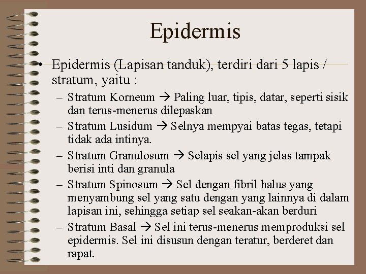 Epidermis • Epidermis (Lapisan tanduk), terdiri dari 5 lapis / stratum, yaitu : –
