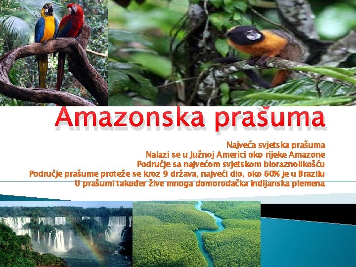 Amazonska prašuma Najveća svjetska prašuma Nalazi se u Južnoj Americi oko rijeke Amazone Područje