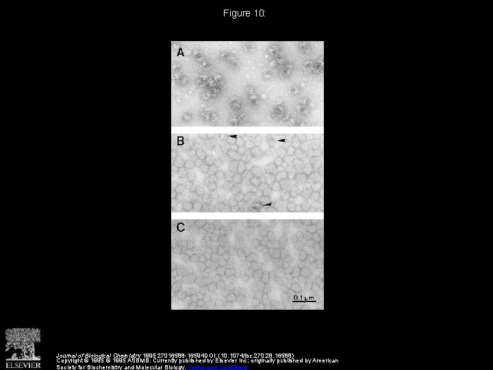 Figure 10: Journal of Biological Chemistry 1995 27016588 -16594 DOI: (10. 1074/jbc. 270. 28.