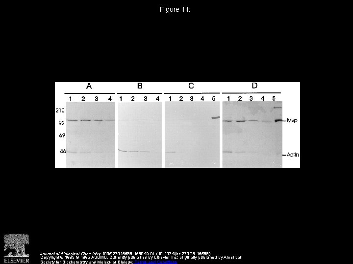 Figure 11: Journal of Biological Chemistry 1995 27016588 -16594 DOI: (10. 1074/jbc. 270. 28.