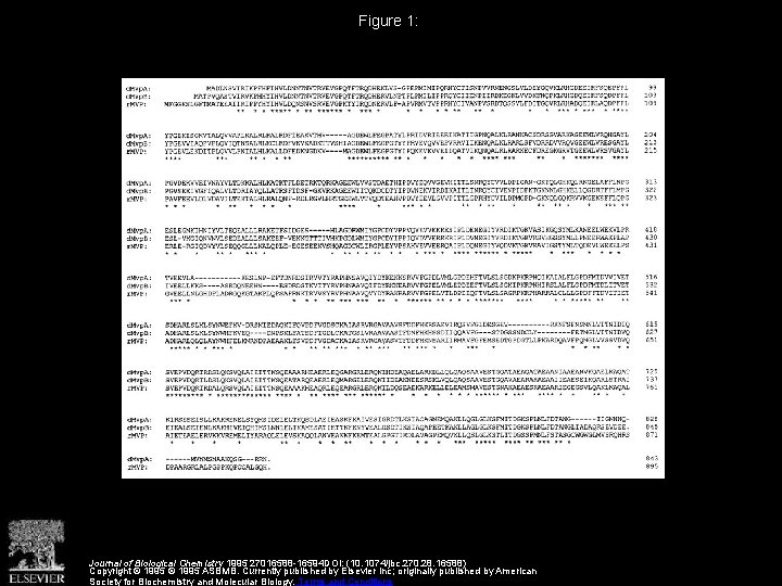 Figure 1: Journal of Biological Chemistry 1995 27016588 -16594 DOI: (10. 1074/jbc. 270. 28.