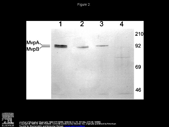 Figure 2: Journal of Biological Chemistry 1995 27016588 -16594 DOI: (10. 1074/jbc. 270. 28.