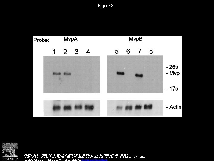 Figure 3: Journal of Biological Chemistry 1995 27016588 -16594 DOI: (10. 1074/jbc. 270. 28.