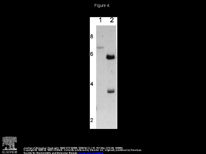 Figure 4: Journal of Biological Chemistry 1995 27016588 -16594 DOI: (10. 1074/jbc. 270. 28.