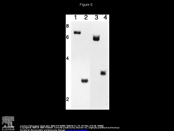 Figure 5: Journal of Biological Chemistry 1995 27016588 -16594 DOI: (10. 1074/jbc. 270. 28.