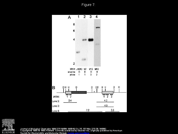 Figure 7: Journal of Biological Chemistry 1995 27016588 -16594 DOI: (10. 1074/jbc. 270. 28.