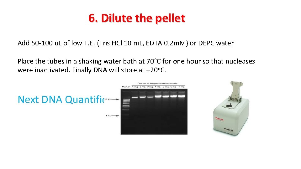 6. Dilute the pellet Add 50 -100 u. L of low T. E. (Tris