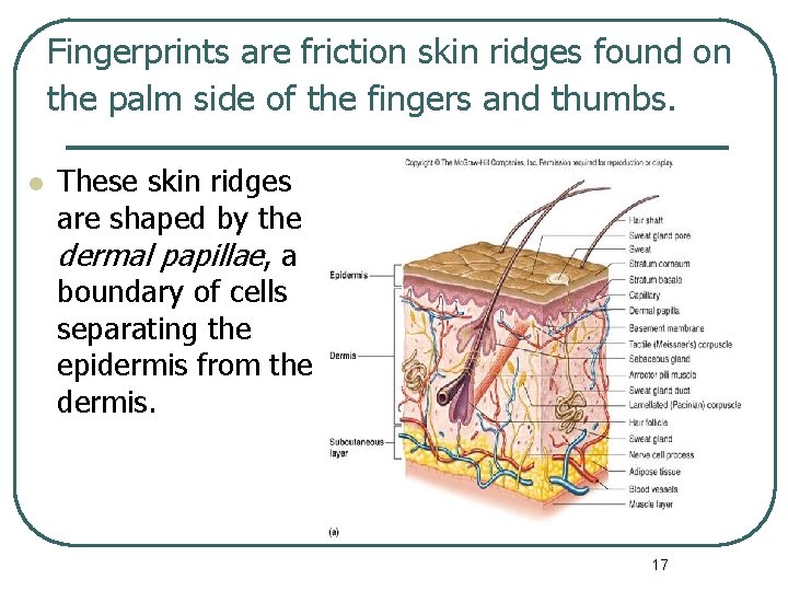 Fingerprints are friction skin ridges found on the palm side of the fingers and