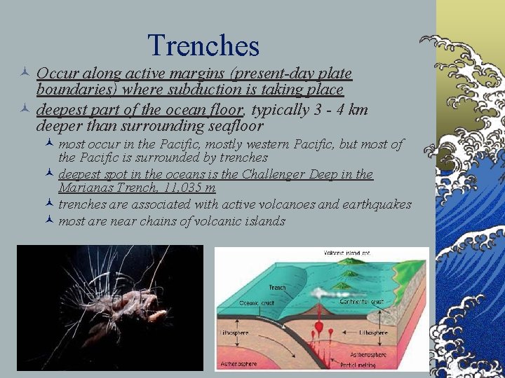 Trenches © Occur along active margins (present-day plate boundaries) where subduction is taking place
