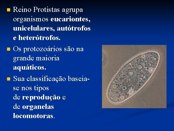 Reino Protistas agrupa organismos eucariontes, unicelulares, autótrofos e heterótrofos. n Os protozoários são na