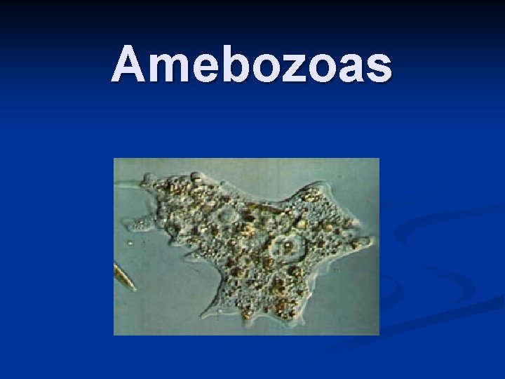 Amebozoas 