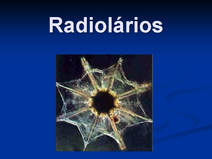 Radiolários 