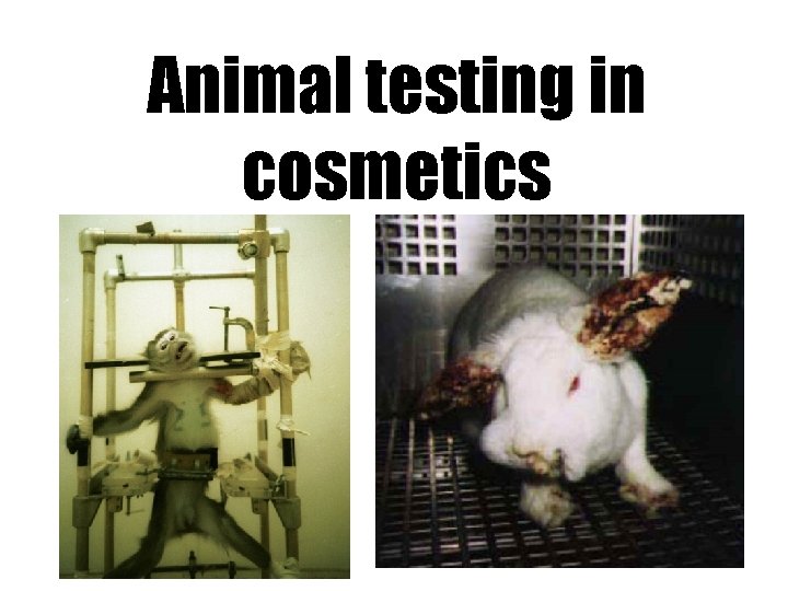 Animal testing in cosmetics 