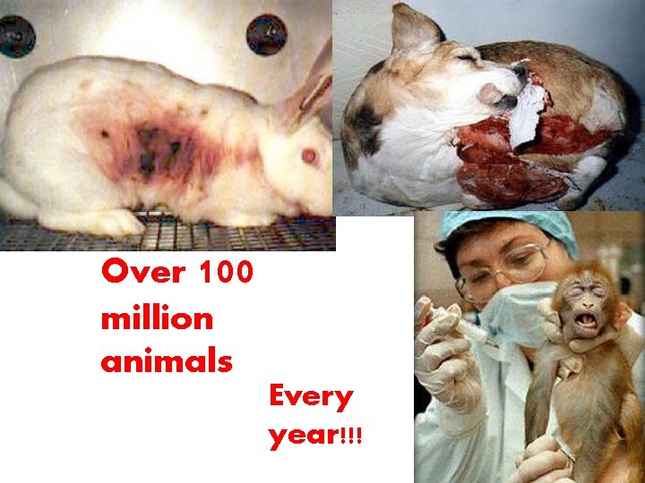 Over 100 million animals Every year!!! 