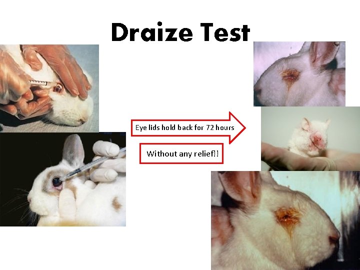 Draize Test Eye lids hold back for 72 hours Without any relief!! 