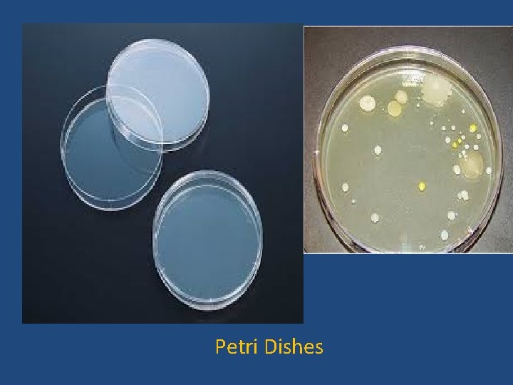 Petri Dishes 