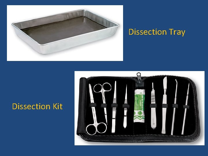 Dissection Tray Dissection Kit 
