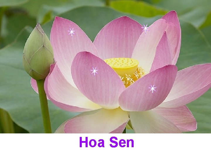 Hoa Sen 