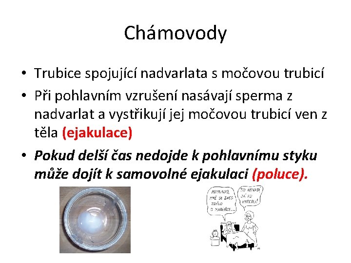 Chámovody • Trubice spojující nadvarlata s močovou trubicí • Při pohlavním vzrušení nasávají sperma