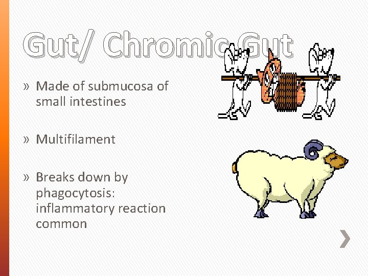 Gut/ Chromic Gut » Made of submucosa of small intestines » Multifilament » Breaks
