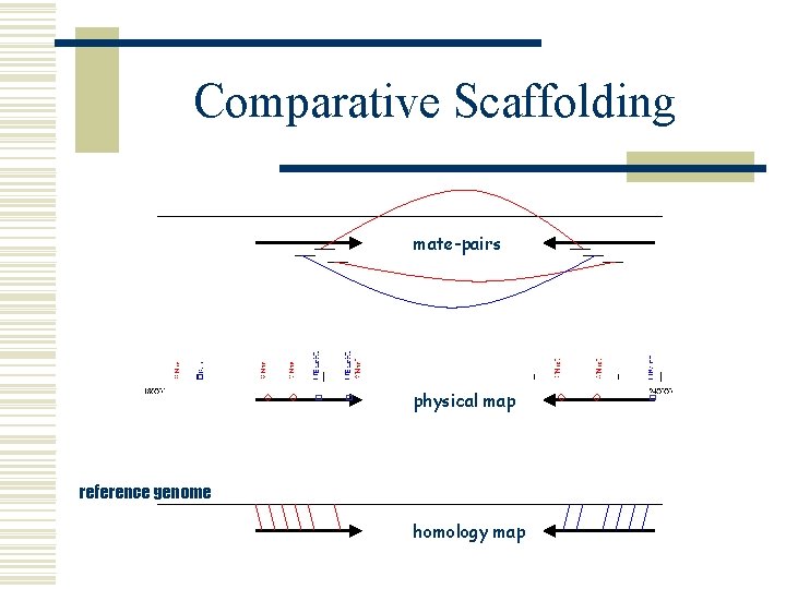 Comparative Scaffolding mate-pairs physical map reference genome homology map 