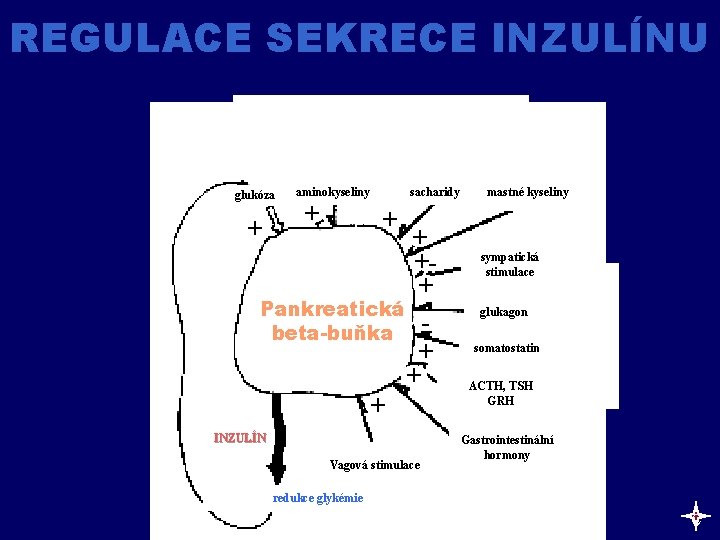 REGULACE SEKRECE INZULÍNU glukóza + aminokyseliny + sacharidy mastné kyseliny + + ++ Pankreatická