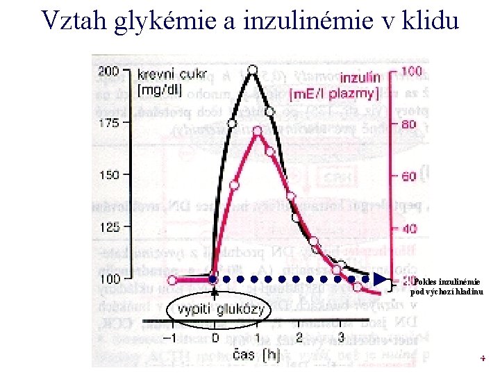 Vztah glykémie a inzulinémie v klidu Pokles inzulinémie pod výchozí hladinu c 