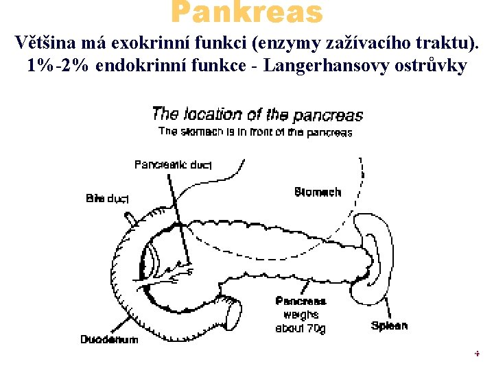 Pankreas Většina má exokrinní funkci (enzymy zažívacího traktu). 1%-2% endokrinní funkce - Langerhansovy ostrůvky