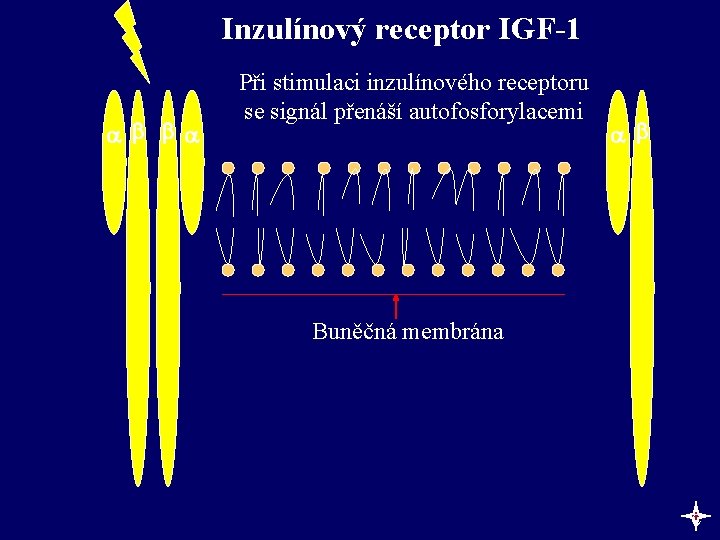 Inzulínový receptor IGF-1 Při stimulaci inzulínového receptoru se signál přenáší autofosforylacemi Buněčná membrána c