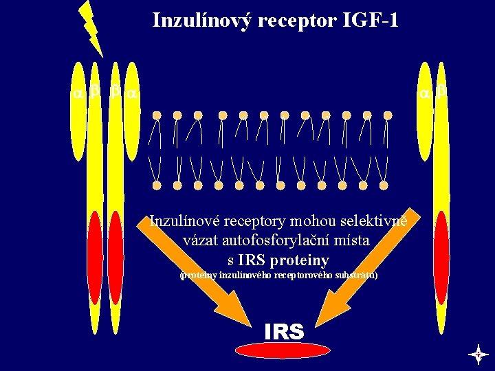Inzulínový receptor IGF-1 Inzulínové receptory mohou selektivně vázat autofosforylační místa s IRS proteiny (proteiny