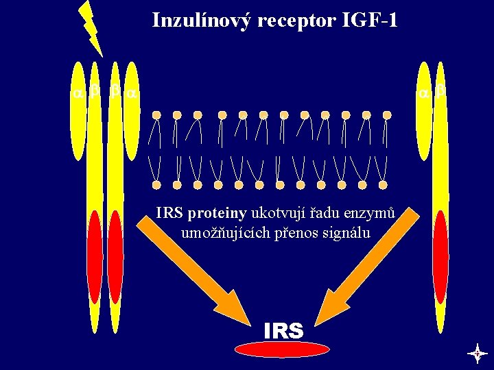 Inzulínový receptor IGF-1 IRS proteiny ukotvují řadu enzymů umožňujících přenos signálu IRS c 