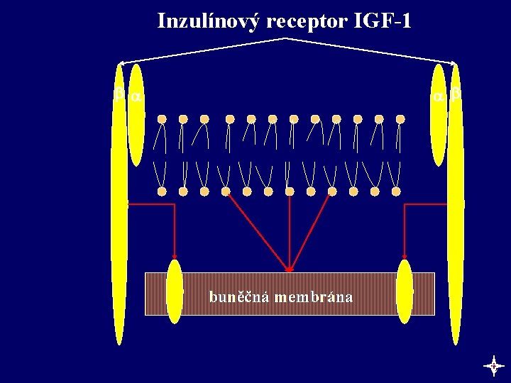 Inzulínový receptor IGF-1 buněčná membrána c 