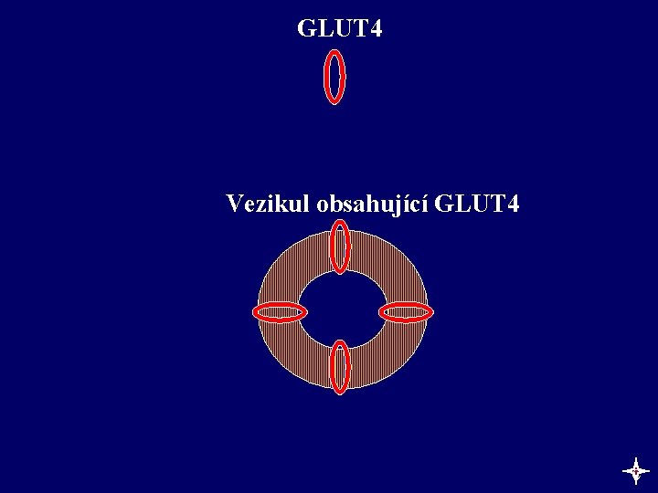 GLUT 4 Vezikul obsahující GLUT 4 c 