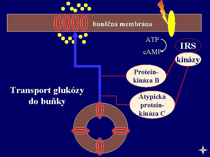 buněčná membrána ATP c. AMP IRS kinázy Proteinkináza B Transport glukózy do buňky Atypická