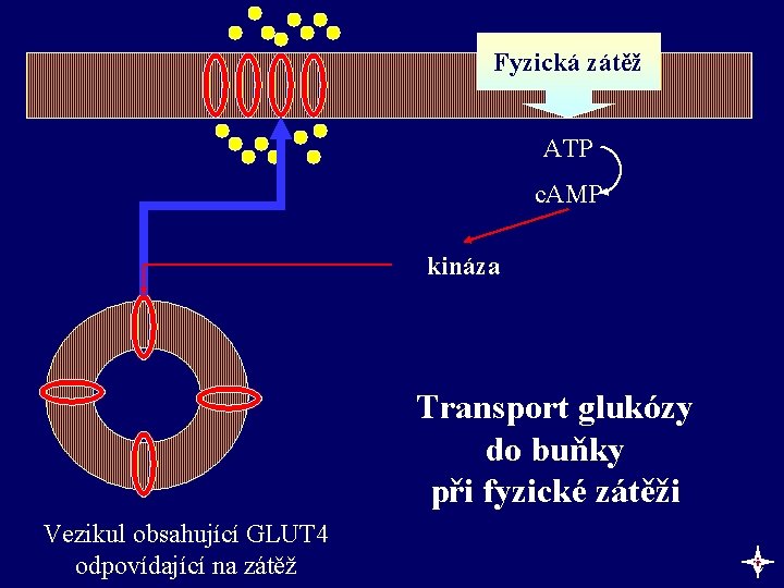 Fyzická zátěž ATP c. AMP kináza Transport glukózy do buňky při fyzické zátěži Vezikul
