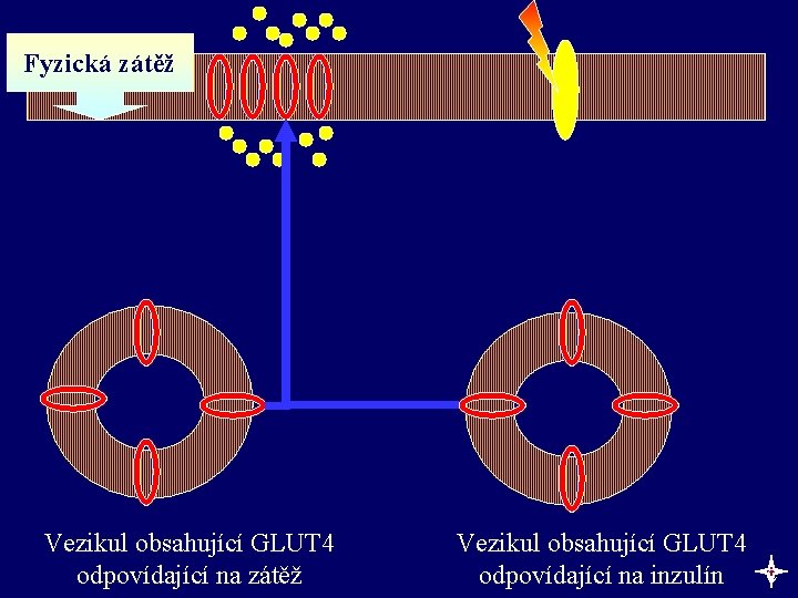 Fyzická zátěž Vezikul obsahující GLUT 4 odpovídající na zátěž Vezikul obsahující GLUT 4 c