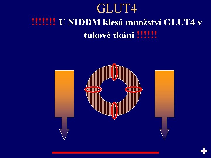 GLUT 4 !!!!!!! U NIDDM klesá množství GLUT 4 v tukové tkáni !!!!!! c