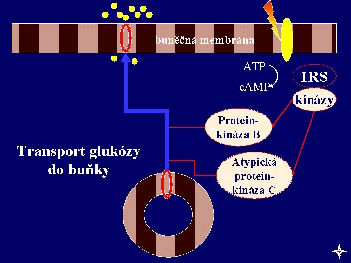 buněčná membrána ATP c. AMP IRS kinázy Proteinkináza B Transport glukózy do buňky Atypická