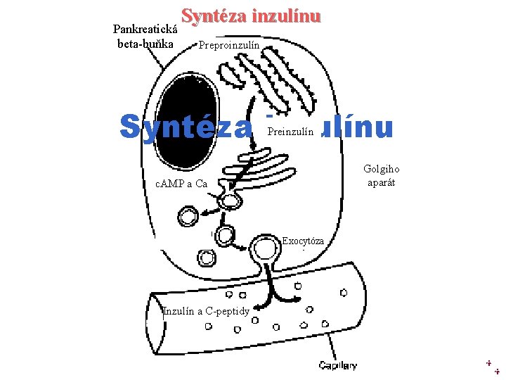 Pankreatická beta-buňka Syntéza inzulínu Preproinzulín Syntéza inzulínu Preinzulín Golgiho aparát c. AMP a Ca