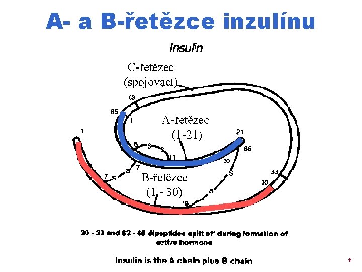 A- a B-řetězce inzulínu C-řetězec (spojovací) A-řetězec (1 -21) B-řetězec (1 - 30) c
