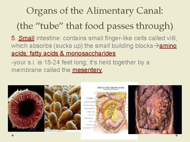 Organs of the Alimentary Canal: (the “tube” that food passes through) 5. Small intestine: Organs of the Alimentary Canal: (the “tube” that food passes through) 5. Small intestine: